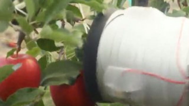 Yeni Zelanda'da elma toplayan robotlar kullanılıyor