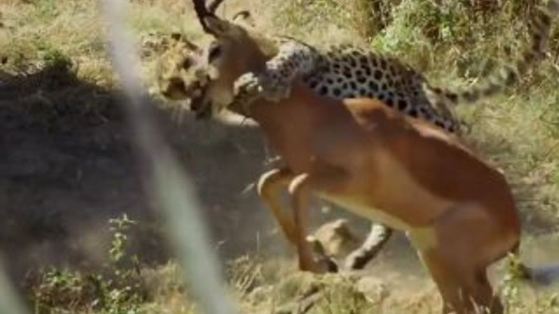 İmpalanın leopara yem olma anı kamerada