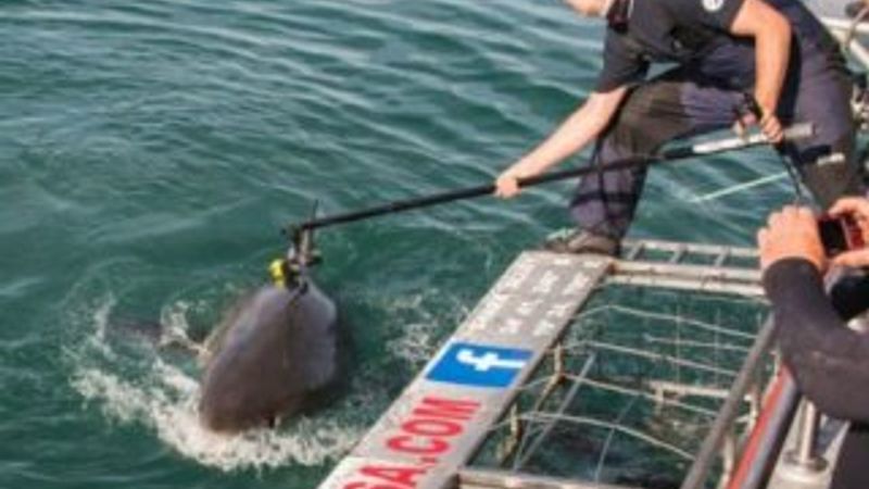 Bilim insanları köpek balıklarına kamera bağladı