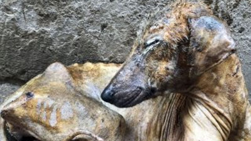 Hayvanseverin şefkati Kuyu'yu hayata döndürdü