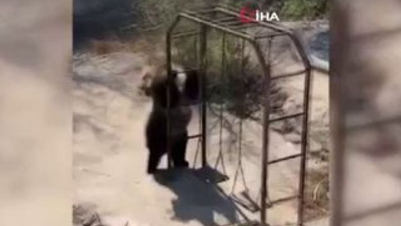 Deli dolu dans eden ayı