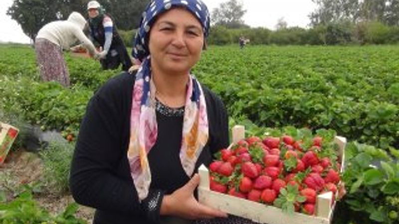 Ruslar Mersin'den çilek alıyor