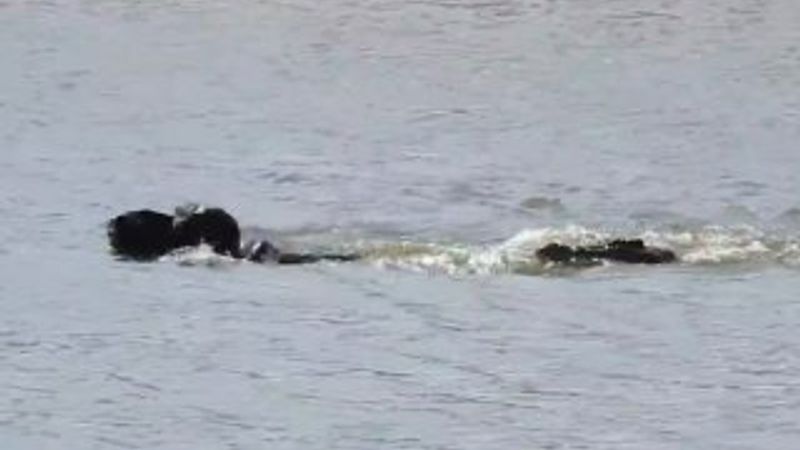 Aslan ve timsaha kafa tutan bufalo savaşı kazandı