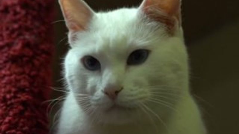 Azerbaycan Türkiye'nin kedi sevgisini araştırdı