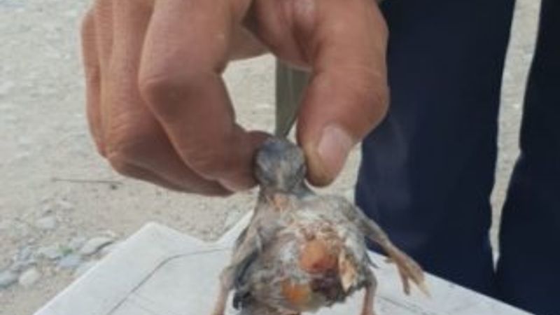 Dört bacaklı civciv bir gün yaşadı