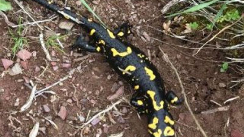 Nesli tükenmekte olan Türk semenderi Malatya'da görüldü