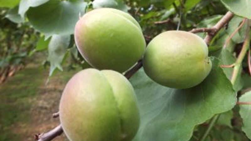 Mersin'de kayısı hasat verdi