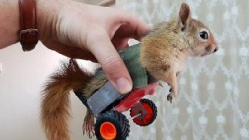 İki ayağı felç olan sincap için yürüteç yaptı