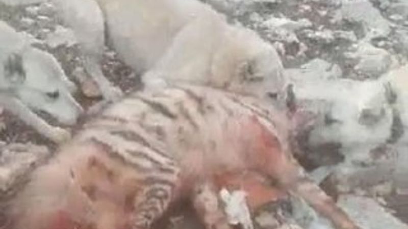 Çoban köpekleri sırtlanı parçaladı