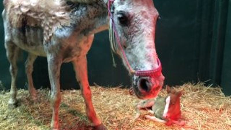 Büyükada yangınında ağır yaralanan at doğurdu