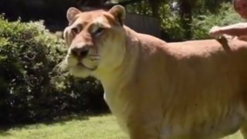 Dünyanın en büyük kedisiyle yaşayan adam