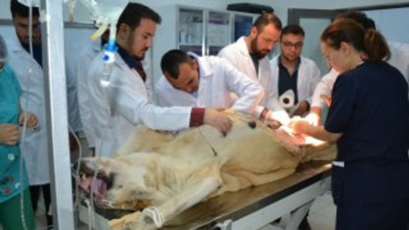 Anadolu aslanı ameliyat masasına yattı