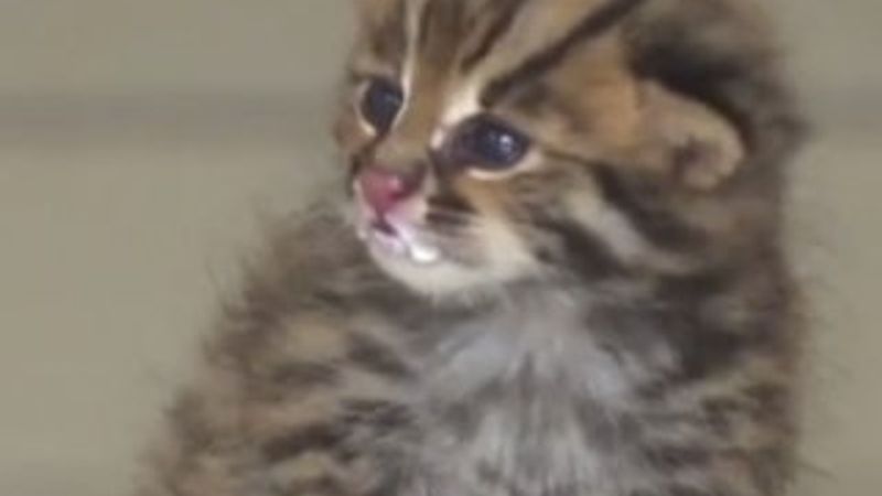 Leoparı kedi sanıp eve getirdi