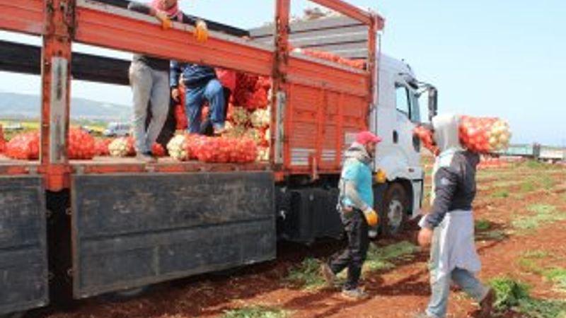 Hataylı çiftçilerin isyanı: Soğan tarlada 1 buçuk lira