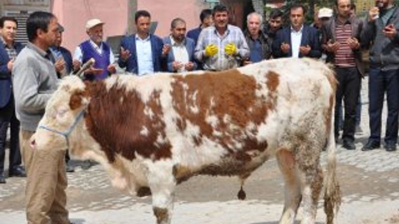 Elbistan fazla yağış alınca, kurban kesildi