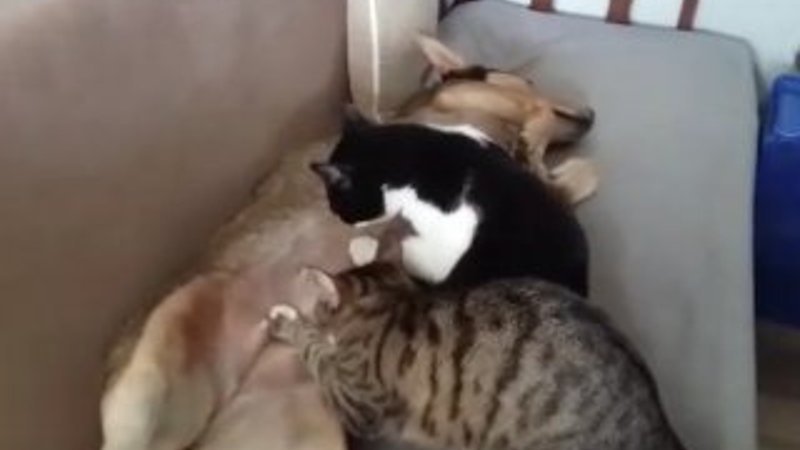 Anne köpek kedileri emziriyor