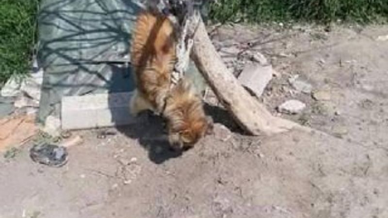 Köpeği iple boğazından ağaca astılar