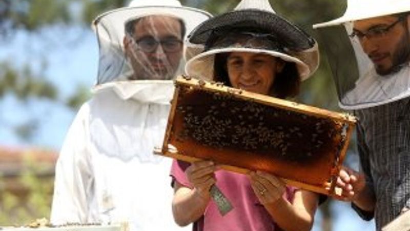 Ramazanda 'arı ürünleriyle dinç kalın' önerisi