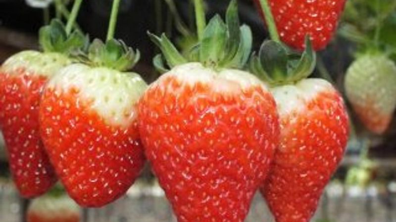 Domateslerden sonra çilekler de Rusya'dan sınırı geçemedi