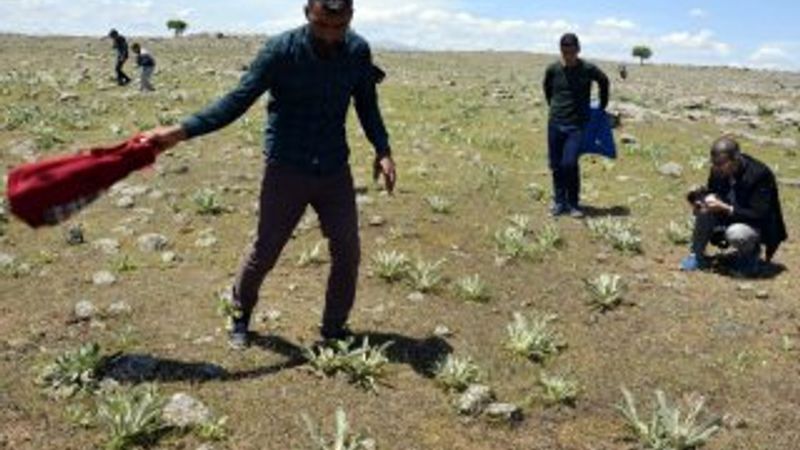 Çekirgeler 4 kırsal mahalleyi istila etti