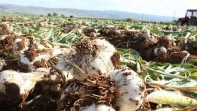 Sarımsak fiyatları giderek yükseliyor