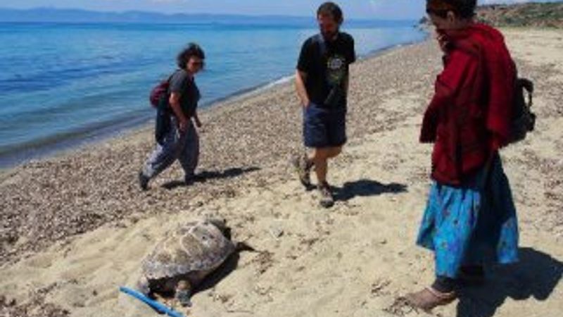 Ayvalık sahilinde ölü caretta caretta bulundu