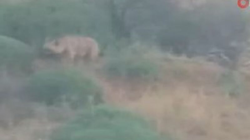 Hatay’da çizgili sırtlan ailesi görüntülendi
