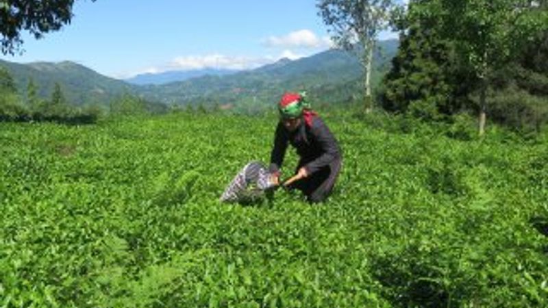 Çay üreticileri zam bekliyor