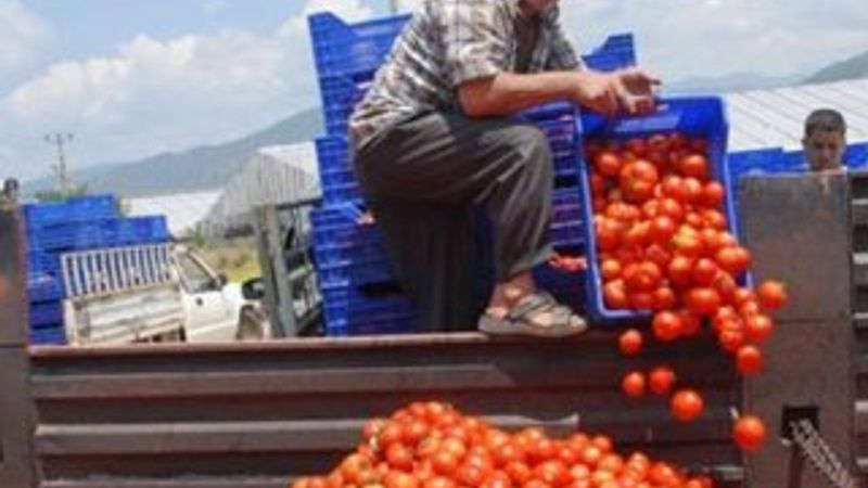 Rusya 21 ton domatesi Türkiye'ye geri gönderdi
