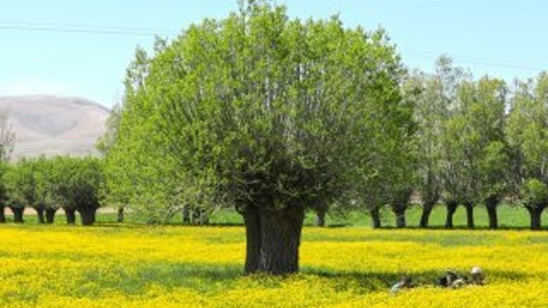 Malatya'da düğün çiçekleri görsel şölen sunuyor