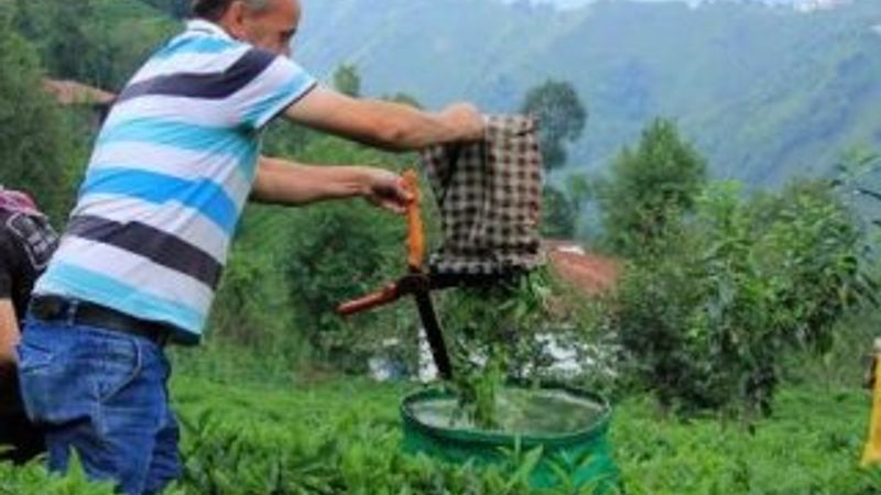 Yaş çay alım fiyatı belli oldu