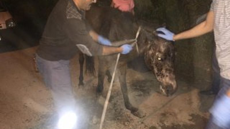 Hamile ata çarpıp kaçtı