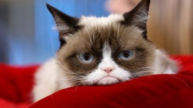 Sosyal medyanın fenomen kedisi öldü