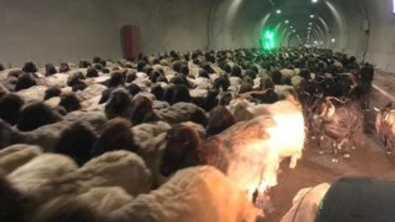 Şırnak'da göçerlerin zorlu yayla yolculuğu