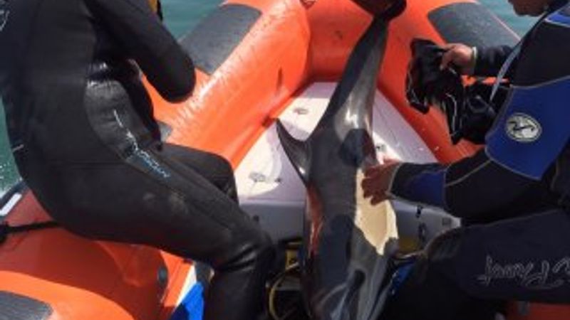 Samsun'da sığ suda sıkışan yunus botla kurtarıldı