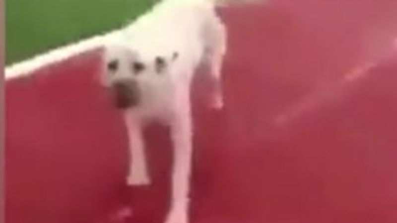 Kangal köpeği Sivaslıya saldırdı