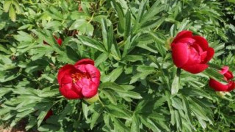 Ayı gülünü koparana 60 bin TL ceza kesilecek