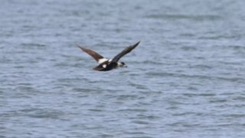 İzmir'de yeni bir kuş türü daha keşfedildi: Pufla