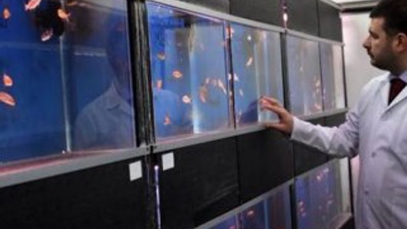 Kur'an-ı Kerim dinletilen balıklar hızlı büyüyor