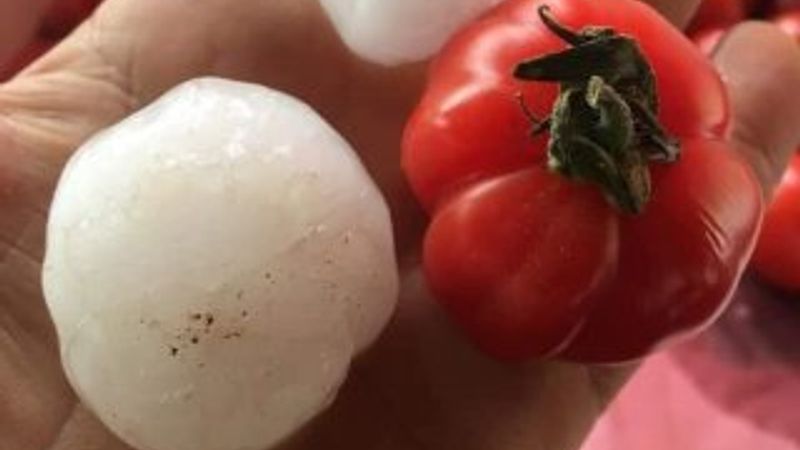 Ceviz büyüklüğünde yağan dolu fındığa zarar verdi