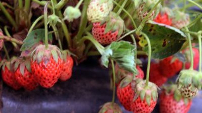 Kilosu 40 lira olan Osmanlı çileği