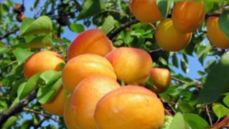 Rusya 20 ton çileği geri gönderdi