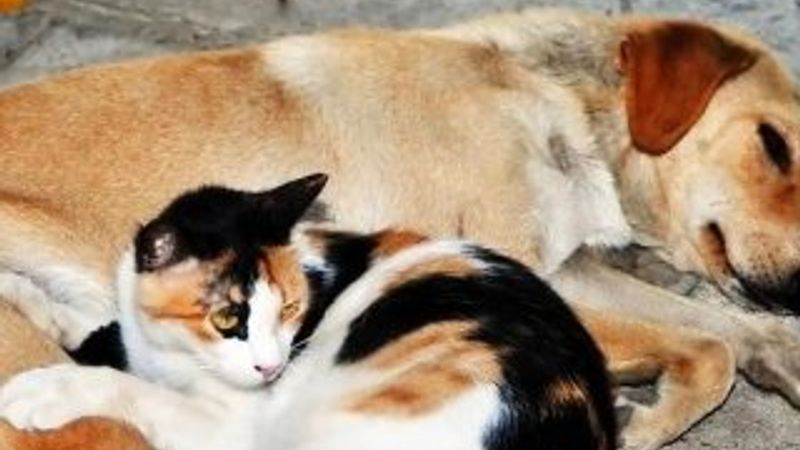 Hayvan hakları için 'hayvan polisi' isteği