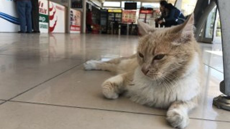 Terminalin kedisi Sarı, köpeklerin korkulu rüyası