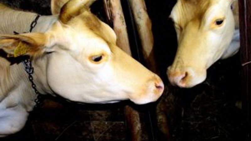 Trabzon’da yalnız kalan ineğin ahırına ayna koydu