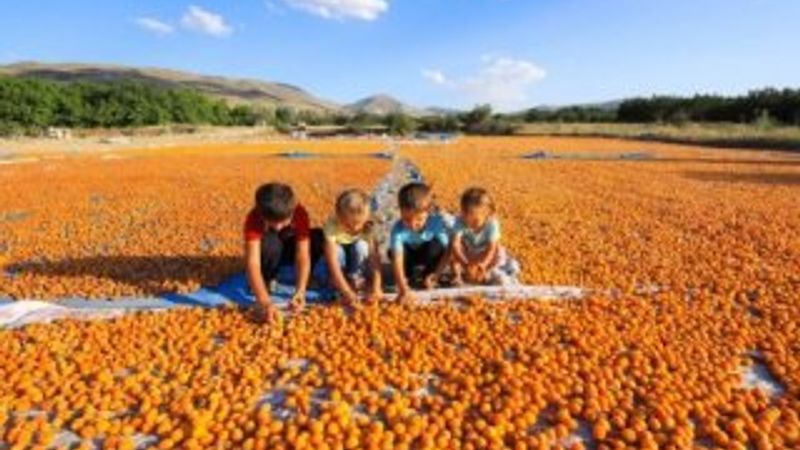 Rusya, Türkiye'deki meyve ve sebze üretiminden şikayetçi