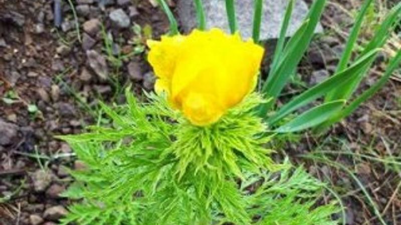 Kandamlası 150 yıl sonra yeniden görüldü