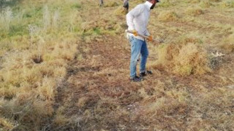 Mercimek tarlaları bayram dinlemiyor