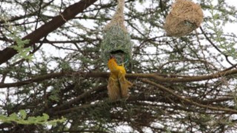 Dokumacı kuşlar mühendis gibi yuva yapıyor