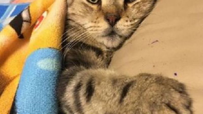 Sosyal medya fenomeni kediye araba çarptı